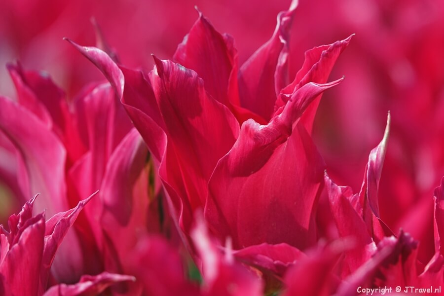 Tulpen in de Bollenstreek