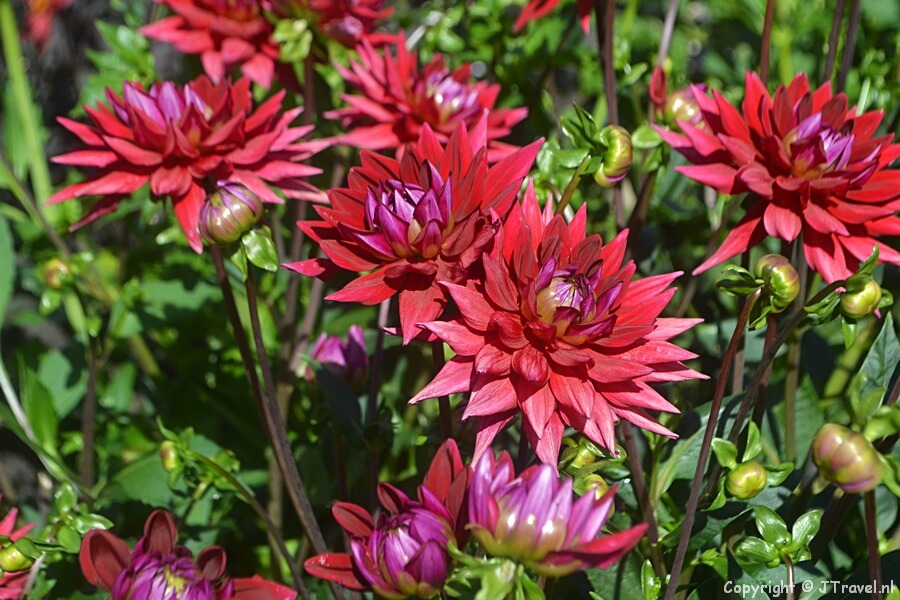 Dahlia's rond Kasteel Keukenhof in Lisse