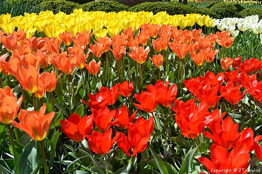 Keukenhof 2015