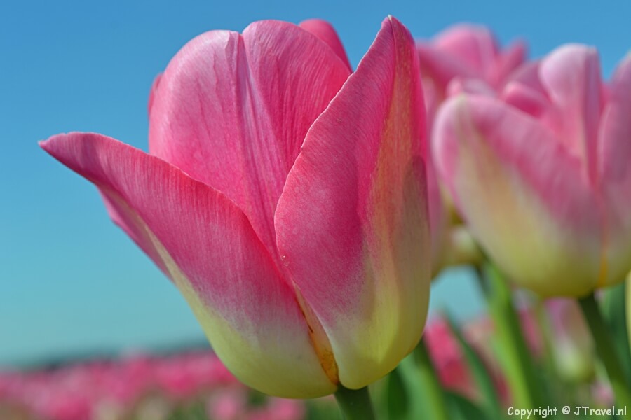 Roze tulpen aan de 3e Loosterweg in Hillegom tijdens mijn wandeling in de Bollenstreek, april 2021