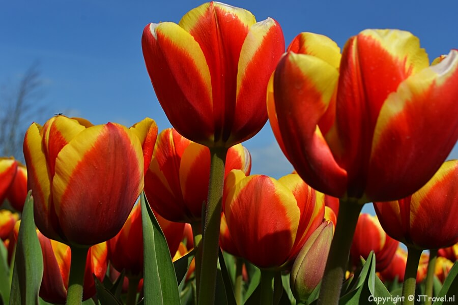 Tulpen rond De Zilk op 7 april 2020 / Copyright © JTravel.nl