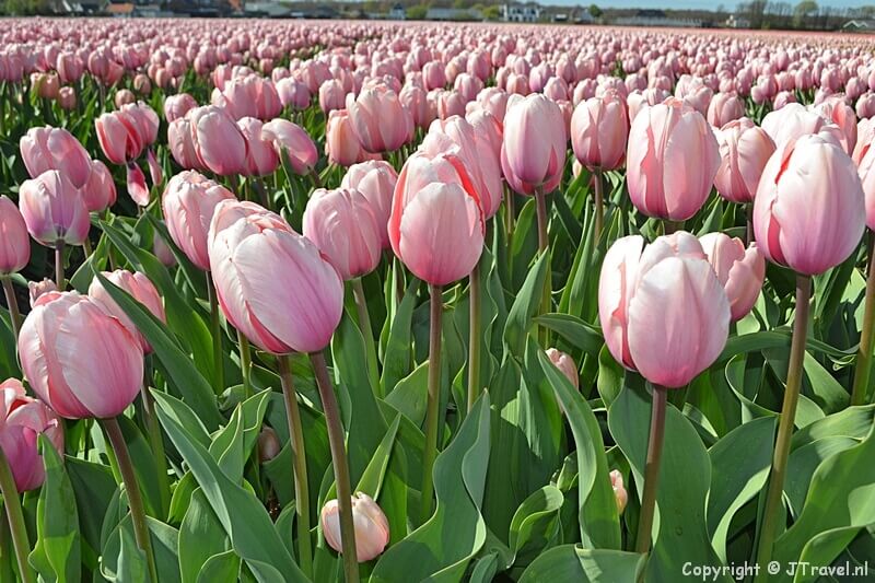 Klik hier voor de foto's van de Bollenstreek op 14 en 17 april 2017.jpg