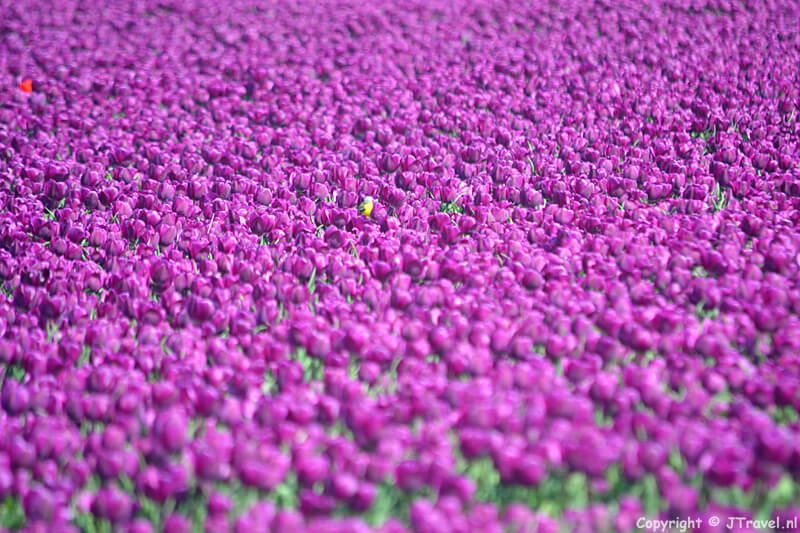 Paarse tulpen bij De Zilk op 29-4-2017 / Copyright © JTravel.nl
