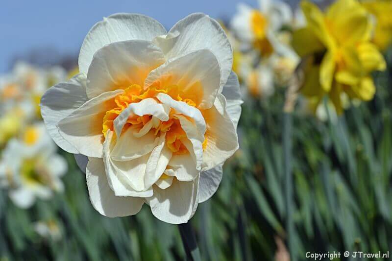 Narcissen rond De Zilk op 17-4-2018 / Copyright © JTravel.nl