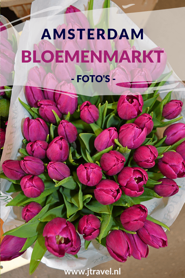 De Amsterdamse Bloemenmarkt, flower market, is één van de grootste en kleurrijkste toeristische trekpleisters en een permanente markt in de binnenstad van Amsterdam. Mijn foto's van de Bloemenmarkt zie je hier. Kijk je mee? #bloemenmarkt #amsterdam #flowermarket #jtravel #jtravelblog #fotos De Amsterdamse Bloemenmarkt, flower market, is één van de grootste en kleurrijkste toeristische trekpleisters en een permanente markt in de binnenstad van Amsterdam. Mijn foto's van de Bloemenmarkt zie je hier. Kijk je mee? #bloemenmarkt #amsterdam #flowermarket #jtravel #jtravelblog #fotos