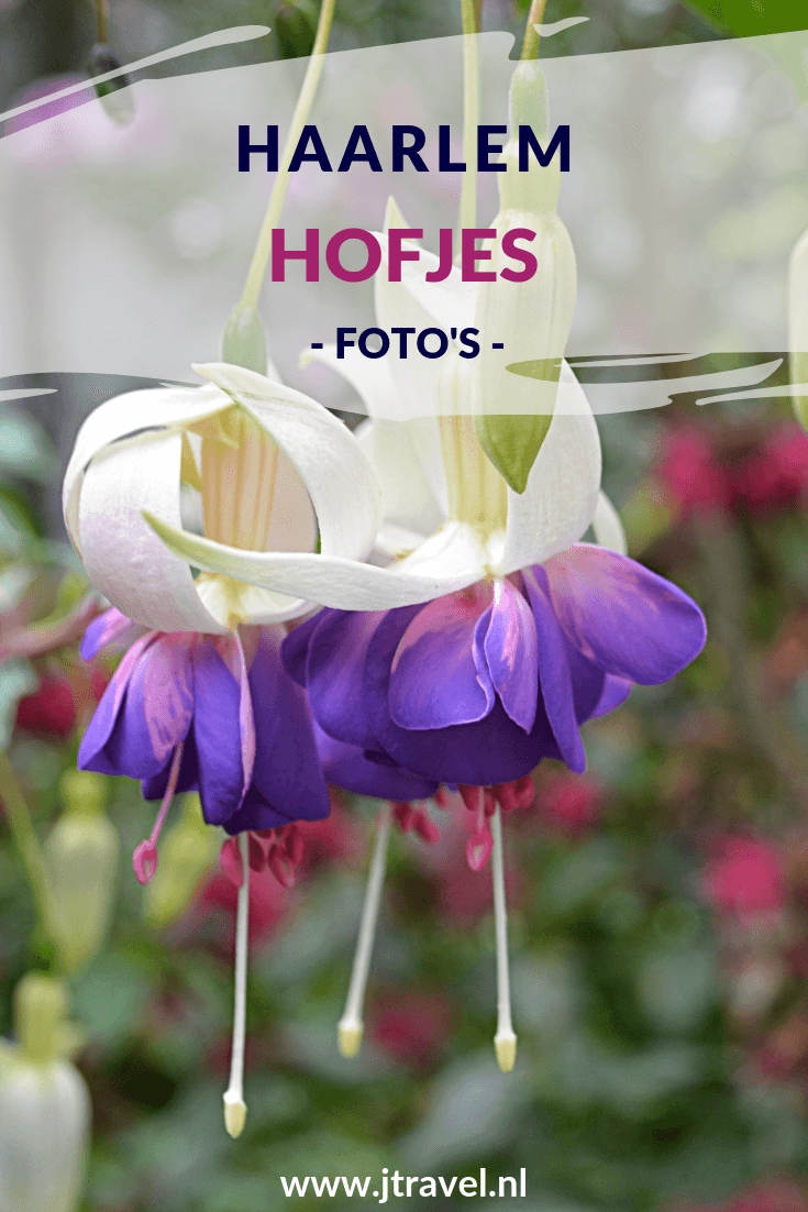 Tijdens je wandeling door Haarlem zijn er vele hofjes te bezoeken. Mijn foto's van deze hofjes zie je op mijn website. Kijk je mee? #hofjes #wandeling #hofjes #fotos #jtravel #jtravelblog Tijdens je wandeling door Haarlem zijn er vele hofjes te bezoeken. Mijn foto's van deze hofjes zie je op mijn website. Kijk je mee? #hofjes #wandeling #hofjes #fotos #jtravel #jtravelblog