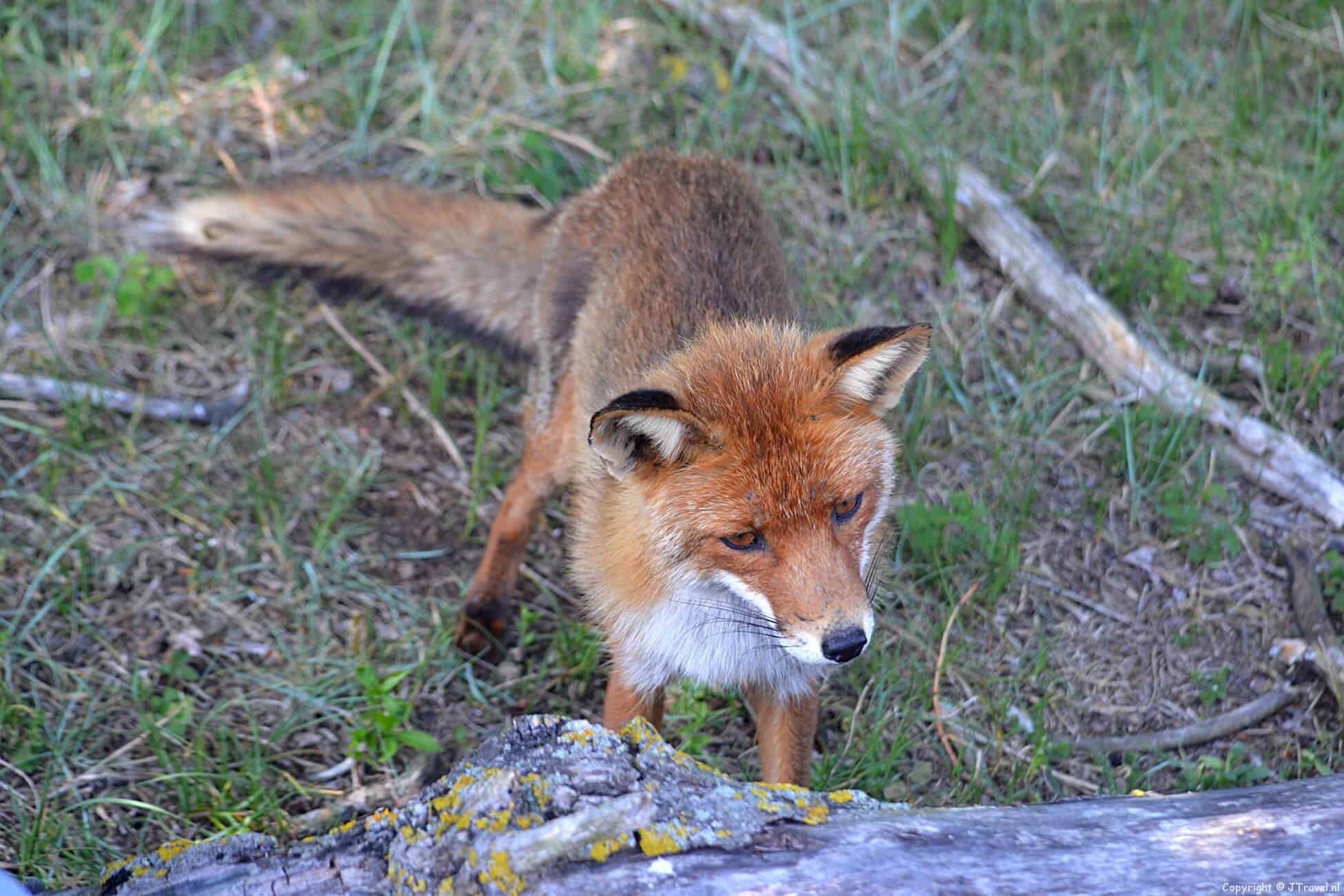 Foto's van mijn wandeling in de Amsterdamse Waterleidingduinen op 22 mei 2017