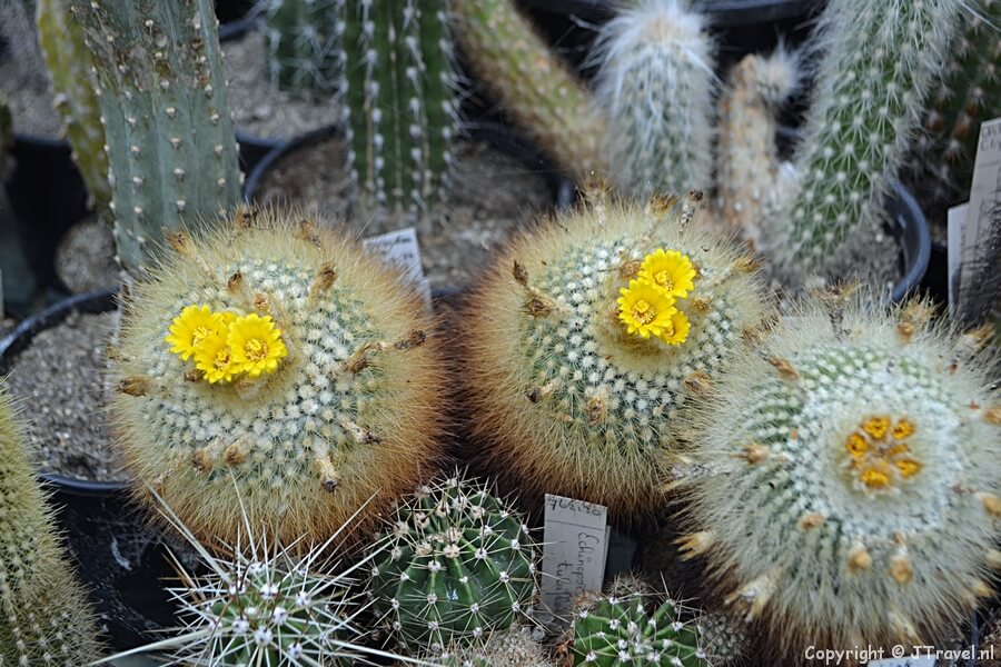Cactussen in de Botanische Tuin Zuidas in Amsterdam