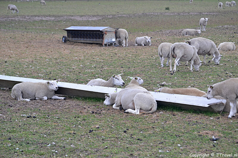 Schapen aan de Calaforniëweg buiten De Koog