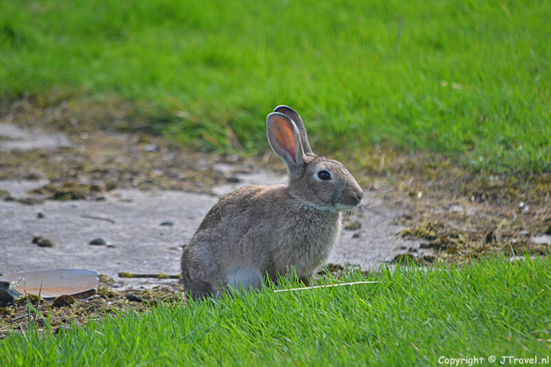 Een konijn bij het Skillepaadje in Oudeschild