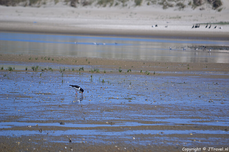 Een scholekster in natuurgebied De Slufter