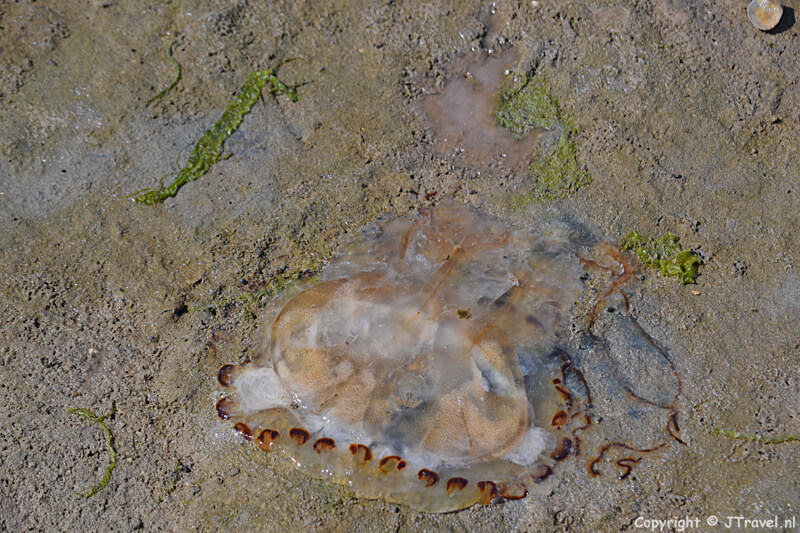 Een kwal in natuurgebied De Slufter