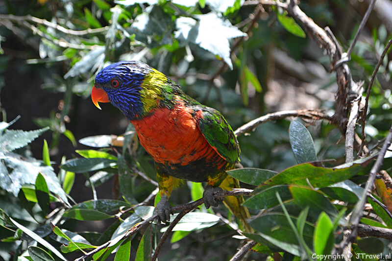 Een lori in Texel Zoo bij Oosterend