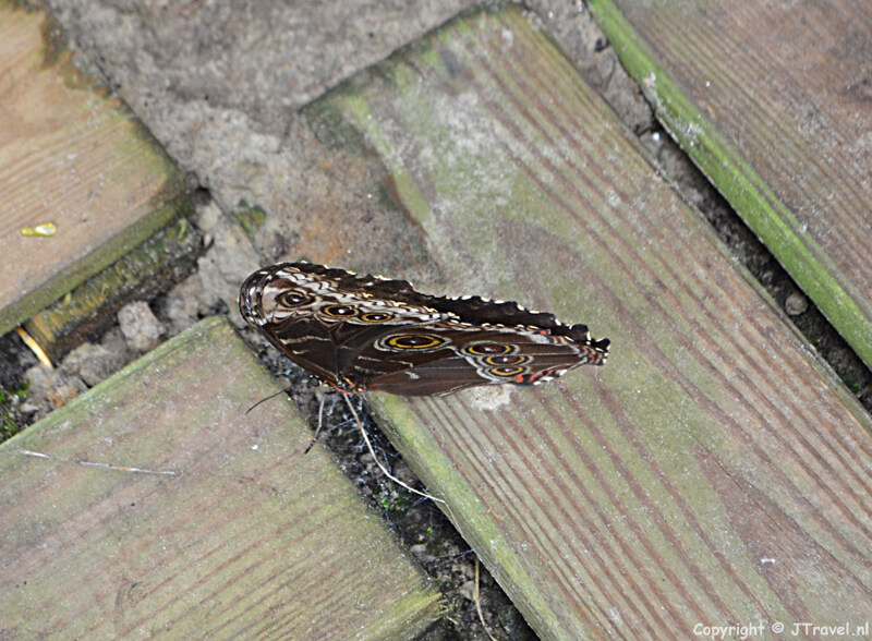 Een vlinder in Texel Zoo bij Oosterend