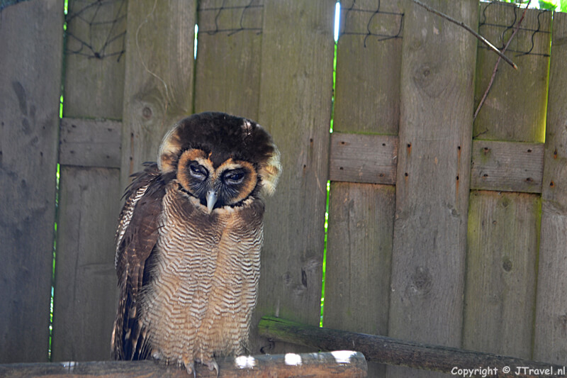 Een Maleise bosuil in Texel Zoo bij Oosterend