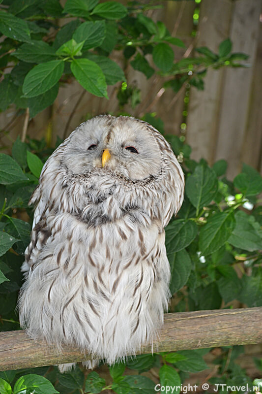 Een oeraluil in Texel Zoo bij Oosterend