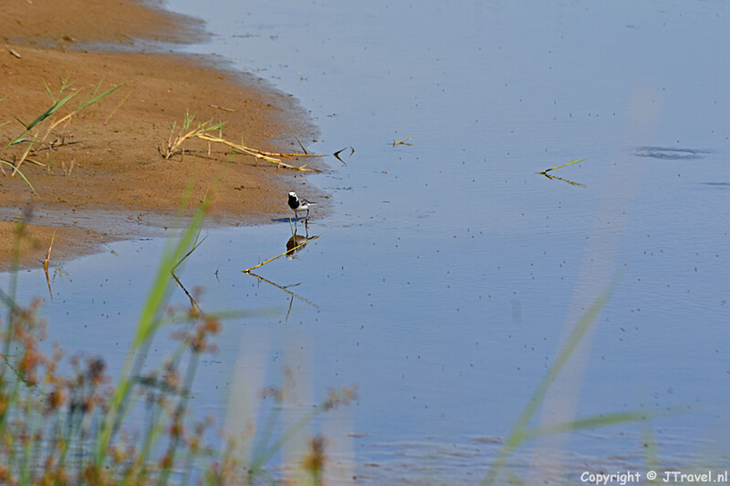 Een witte kwikstaart in natuurgebied De Muy