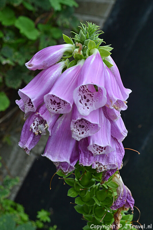 Vingerhoedskruid in de kruidentuin van de Oudheidkamer in Den Burg