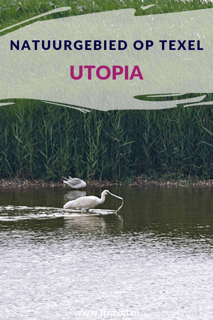 Utopia staat bovenaan de 'must see' lijst van veel vogelaars. Utopia ligt aan de oostkant van Texel, tussen Oudeschild en De Cocksdorp. Utopia is afgesloten voor auto’s, maar lopend of met de fiets kun je er wel komen. Wil je meer weten over Utopia, lees dan mijn website. Lees je mee? #utopia #texel #wandelen #waddeneiland #nederland #natuurgebied #jtravel #jtravelblog Utopia staat bovenaan de 'must see' lijst van veel vogelaars. Utopia ligt aan de oostkant van Texel, tussen Oudeschild en De Cocksdorp. Utopia is afgesloten voor auto’s, maar lopend of met de fiets kun je er wel komen. Wil je meer weten over Utopia, lees dan mijn website. Lees je mee? #utopia #texel #wandelen #waddeneiland #nederland #natuurgebied #jtravel #jtravelblog