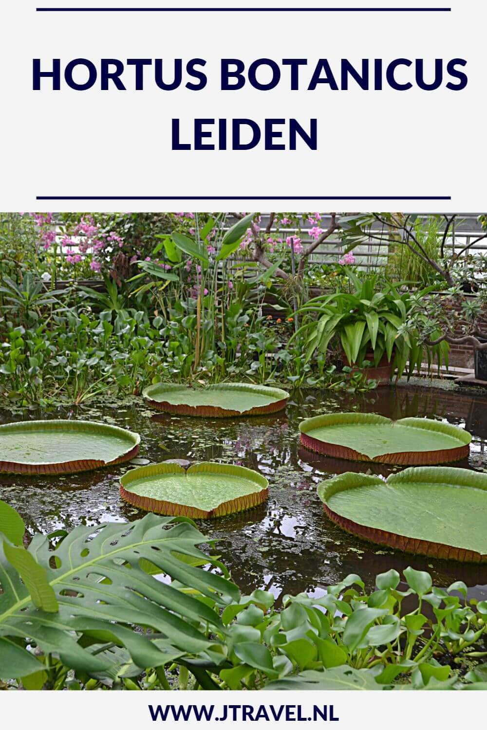 In Leiden is de oudste nog bestaande botanische tuin van Nederland te bezoeken. Er zijn kassen met orchideeรซn, de reuzenwaterlelie, varens, tropische planten, een Chinese Kruidentuin, de Clusiustuin, de varentuin, de bollentuin, de Von Siebold Gedenktuin en systeemtuinen te zien. Meer lezen over deze Hortus. Neem een kijkje op mijn website. #hortus #leiden #jtravel #jtravelblog In Leiden is de oudste nog bestaande botanische tuin van Nederland te bezoeken. Er zijn kassen met orchideeรซn, de reuzenwaterlelie, varens, tropische planten, een Chinese Kruidentuin, de Clusiustuin, de varentuin, de bollentuin, de Von Siebold Gedenktuin en systeemtuinen te zien. Meer lezen over deze Hortus. Neem een kijkje op mijn website. #hortus #leiden #jtravel #jtravelblog