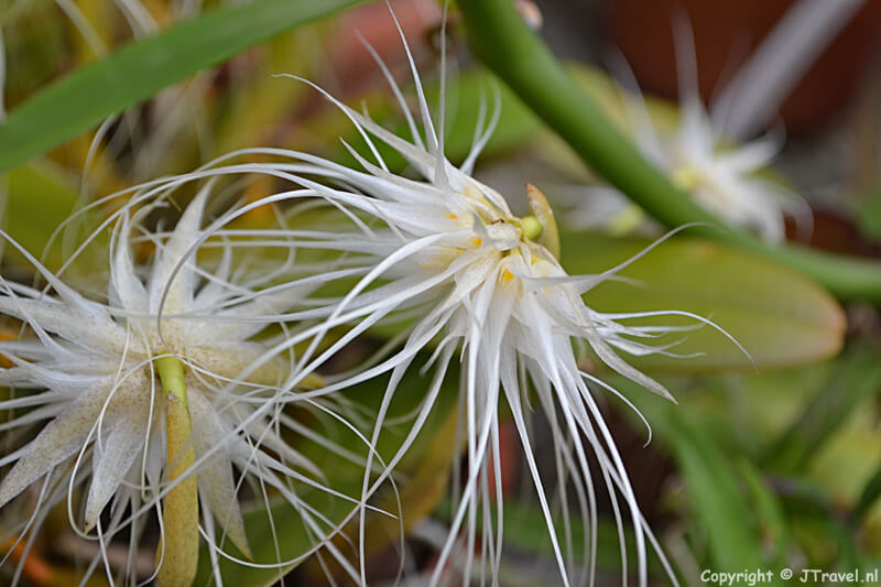 Orchideeรซn in de kassen van de Hortus Botanicus in Leiden