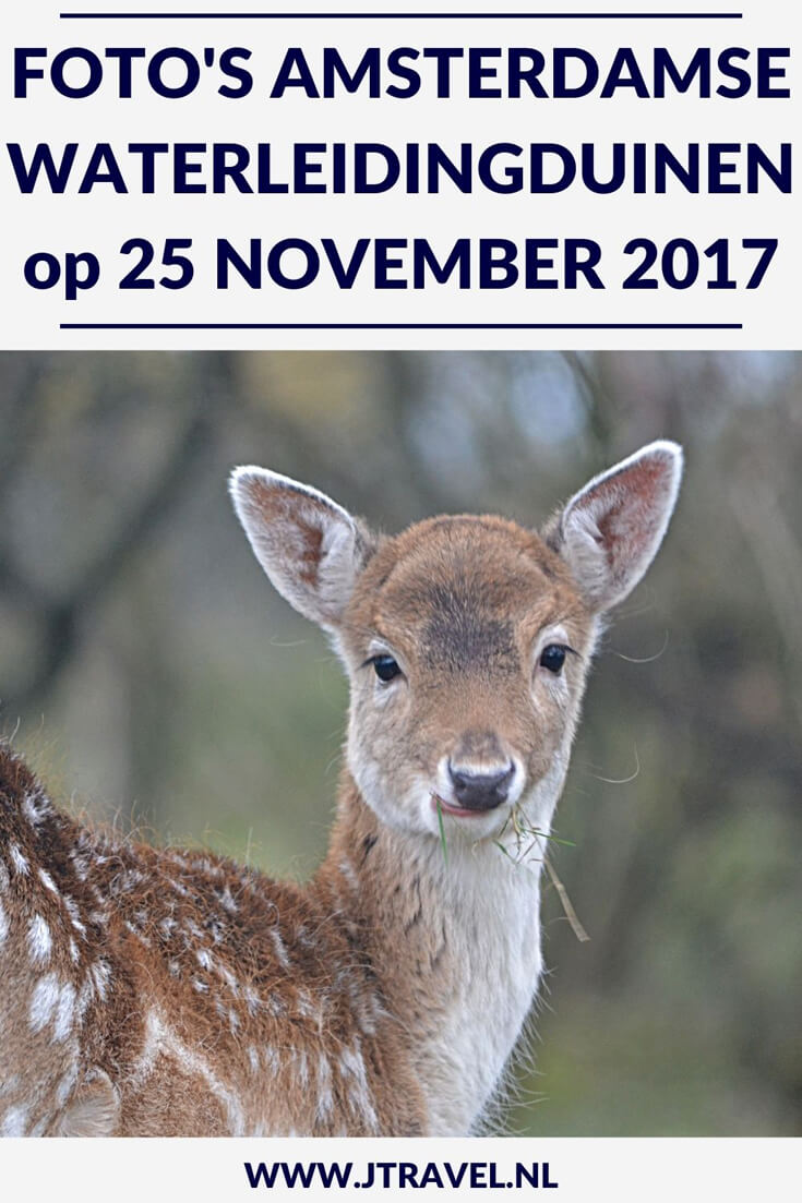 In november 2017 maakte ik opnieuw een wandeling in de Amsterdamse Waterleidingduinen. Ik liep vanaf de ingang Panneland en ging opnieuw op zoek naar vossen. Ik heb deze dag verschillende vossen en veel damherten gespot en genoot van de schitterende natuur. Kijk je mee wat ik allemaal zag? #awd #amsterdamsewaterleidingduinen #vos #vossen #damherten #wandelen #hiken #natuur #jtravel #jtravelblog #fotos In november 2017 maakte ik opnieuw een wandeling in de Amsterdamse Waterleidingduinen. Ik liep vanaf de ingang Panneland en ging opnieuw op zoek naar vossen. Ik heb deze dag verschillende vossen en veel damherten gespot en genoot van de schitterende natuur. Kijk je mee wat ik allemaal zag? #awd #amsterdamsewaterleidingduinen #vos #vossen #damherten #wandelen #hiken #natuur #jtravel #jtravelblog #fotos