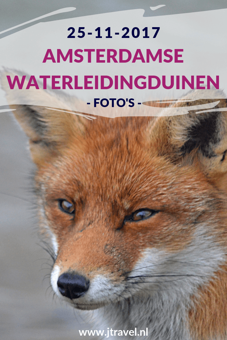 In november 2017 maakte ik opnieuw een wandeling in de Amsterdamse Waterleidingduinen. Ik liep vanaf de ingang Panneland en ging opnieuw op zoek naar vossen. Ik heb deze dag verschillende vossen en veel damherten gespot en genoot van de schitterende natuur. Kijk je mee wat ik allemaal zag? #awd #amsterdamsewaterleidingduinen #vos #vossen #damherten #wandelen #hiken #natuur #jtravel #jtravelblog #fotos In november 2017 maakte ik opnieuw een wandeling in de Amsterdamse Waterleidingduinen. Ik liep vanaf de ingang Panneland en ging opnieuw op zoek naar vossen. Ik heb deze dag verschillende vossen en veel damherten gespot en genoot van de schitterende natuur. Kijk je mee wat ik allemaal zag? #awd #amsterdamsewaterleidingduinen #vos #vossen #damherten #wandelen #hiken #natuur #jtravel #jtravelblog #fotos