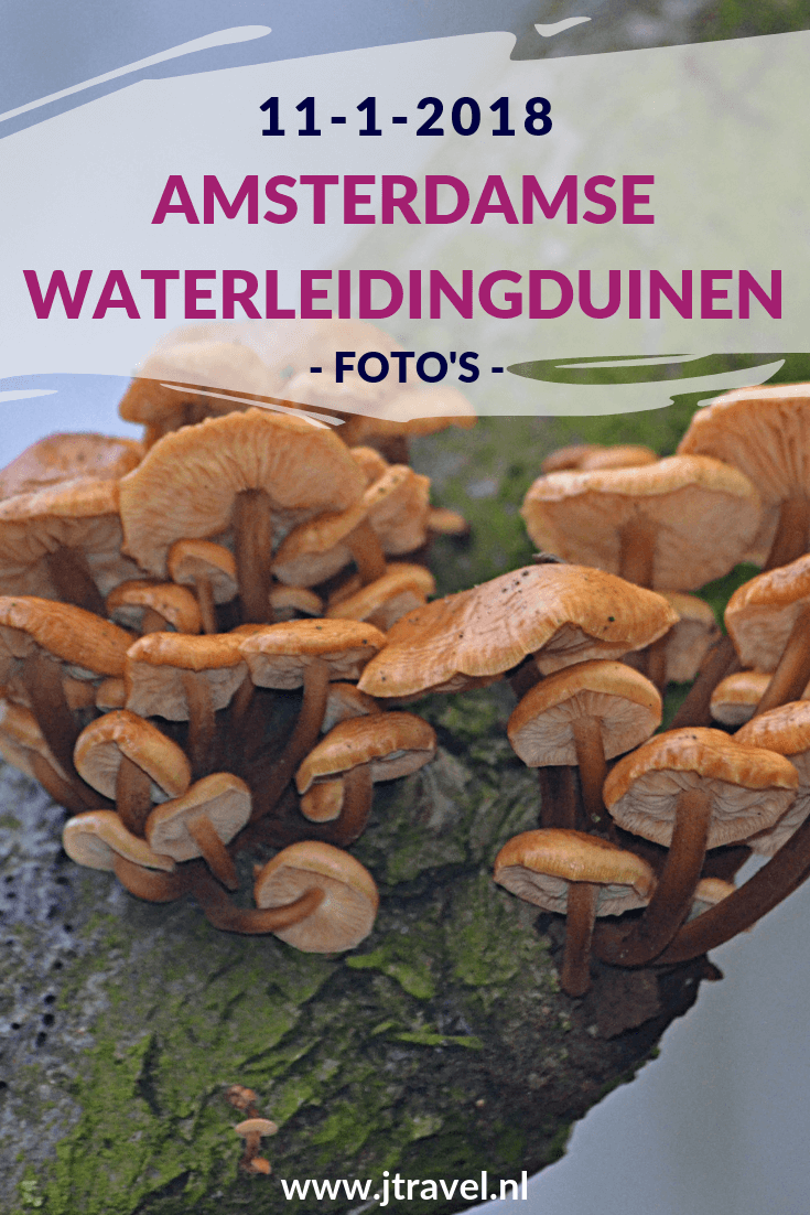 In januari 2018 maakte ik opnieuw een wandeling in de Amsterdamse Waterleidingduinen. Ik liep vanaf de ingang Panneland en ging opnieuw op zoek naar vossen. Ik heb deze dag verschillende vossen en paddenstoelen gespot en genoot van de schitterende natuur. Kijk je mee wat ik allemaal zag? #awd #amsterdamsewaterleidingduinen #vos #vossen #paddenstoelen #wandelen #hiken #natuur #jtravel #jtravelblog #fotos In januari 2018 maakte ik opnieuw een wandeling in de Amsterdamse Waterleidingduinen. Ik liep vanaf de ingang Panneland en ging opnieuw op zoek naar vossen. Ik heb deze dag verschillende vossen en paddenstoelen gespot en genoot van de schitterende natuur. Kijk je mee wat ik allemaal zag? #awd #amsterdamsewaterleidingduinen #vos #vossen #paddenstoelen #wandelen #hiken #natuur #jtravel #jtravelblog #fotos
