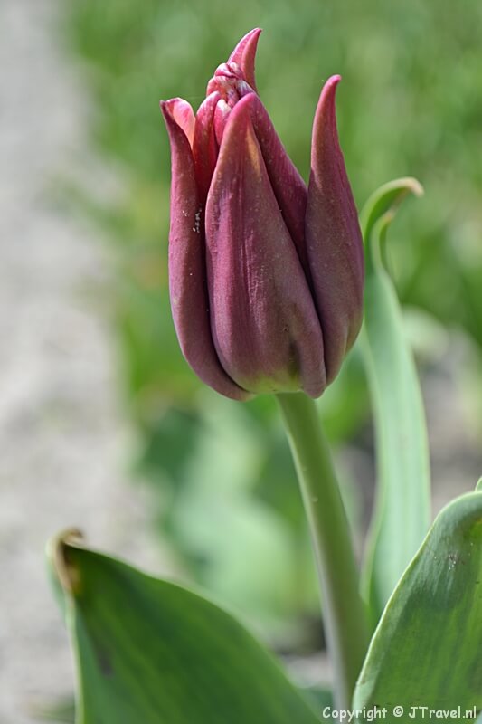 Een tulp in een veld aan de Delfweg buiten buiten De Zilk op 17 april 2018 / Copyright © JTravel.nl