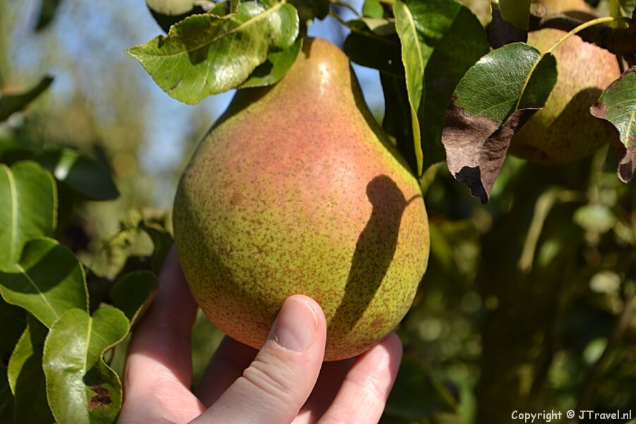 Peren plukken op Landgoed de Olmenhorst / Copyright ยฉ JTravel.nl
