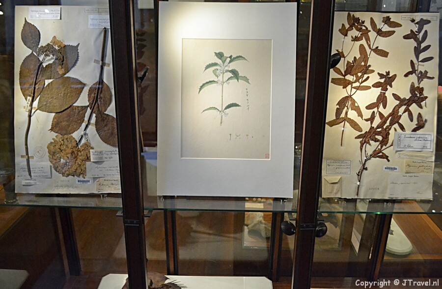 De Flora en Faunakamer in het pand aan de Rapenburg van het Japanmuseum SieboldHuis in Leiden