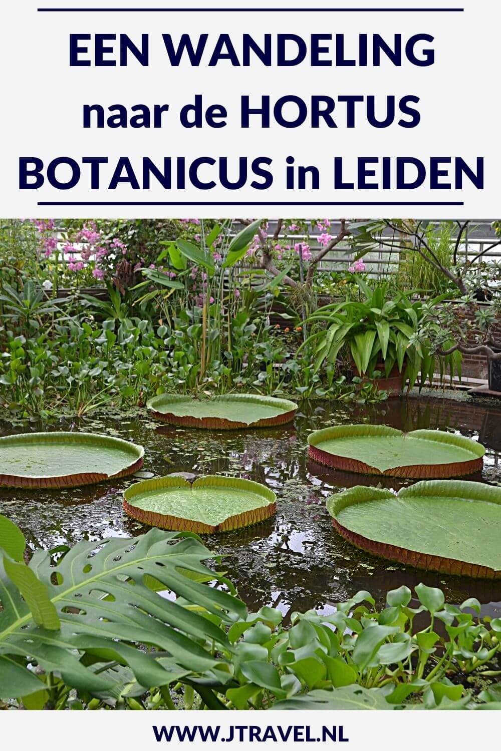 Ik maak een wandeling door Leiden, die begint en eindigt bij het Centraal Station van Leiden en loopt via de Hortus Botanicus. Mijn route lees je hier. Wandel en lees je mee? #wandelen #leiden #jtravel #jtravelblog #hortusleiden Ik maak een wandeling door Leiden, die begint en eindigt bij het Centraal Station van Leiden en loopt via de Hortus Botanicus. Mijn route lees je hier. Wandel en lees je mee? #wandelen #leiden #jtravel #jtravelblog #hortusleiden
