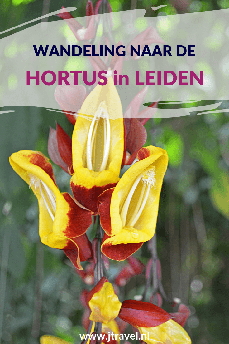 Ik maak een wandeling door Leiden, die begint en eindigt bij het Centraal Station van Leiden en loopt via de Hortus Botanicus. Mijn route lees je hier. Wandel en lees je mee? #wandelen #leiden #jtravel #jtravelblog #hortusleiden Ik maak een wandeling door Leiden, die begint en eindigt bij het Centraal Station van Leiden en loopt via de Hortus Botanicus. Mijn route lees je hier. Wandel en lees je mee? #wandelen #leiden #jtravel #jtravelblog #hortusleiden