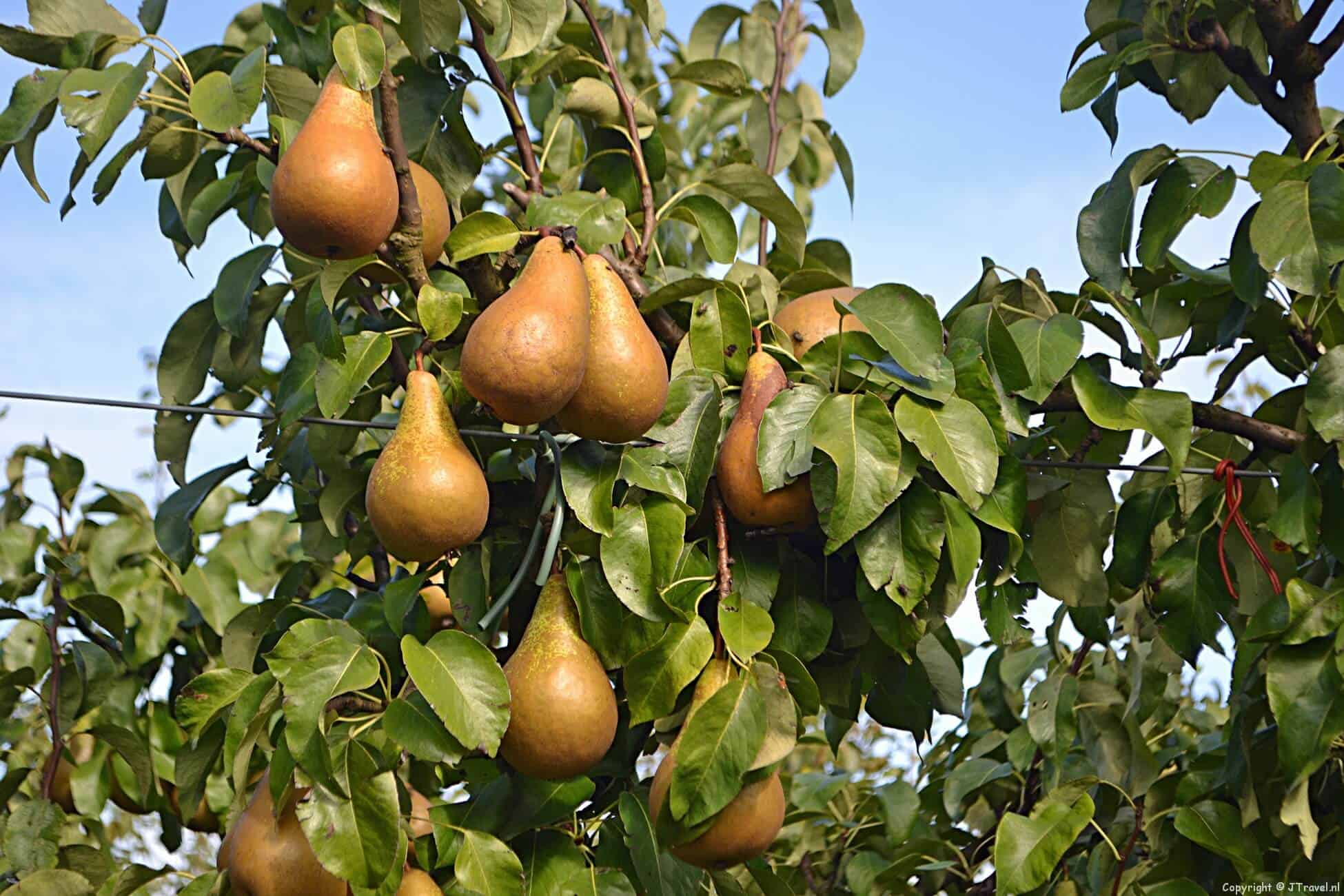 Foto's van Landgoed De Olmenhorst in Lisserbroek