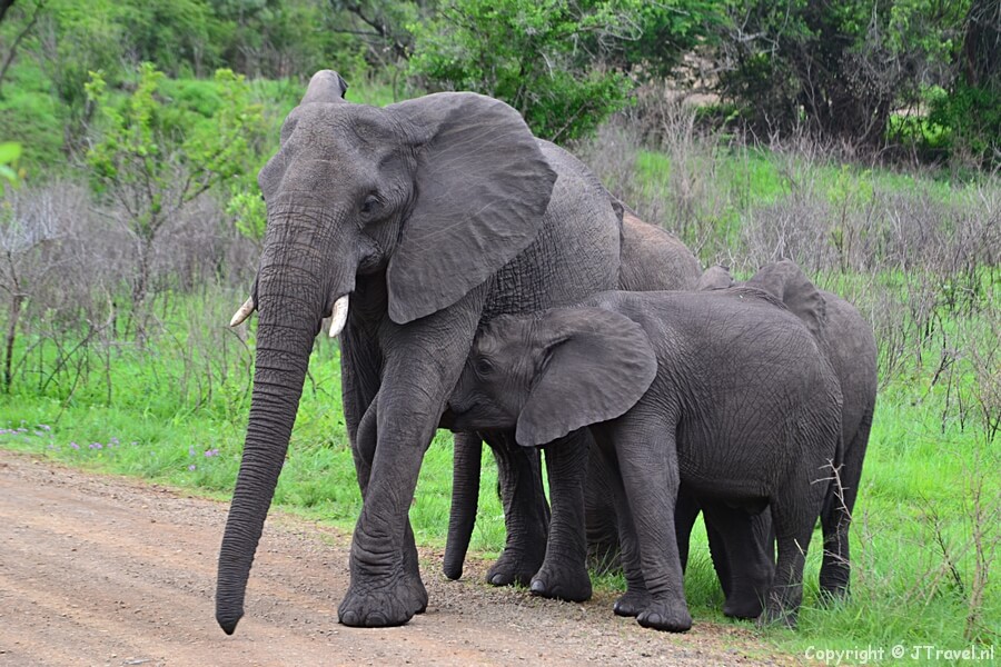 Olifanten in het Hluhluwe-Imfolozi Game Reserve