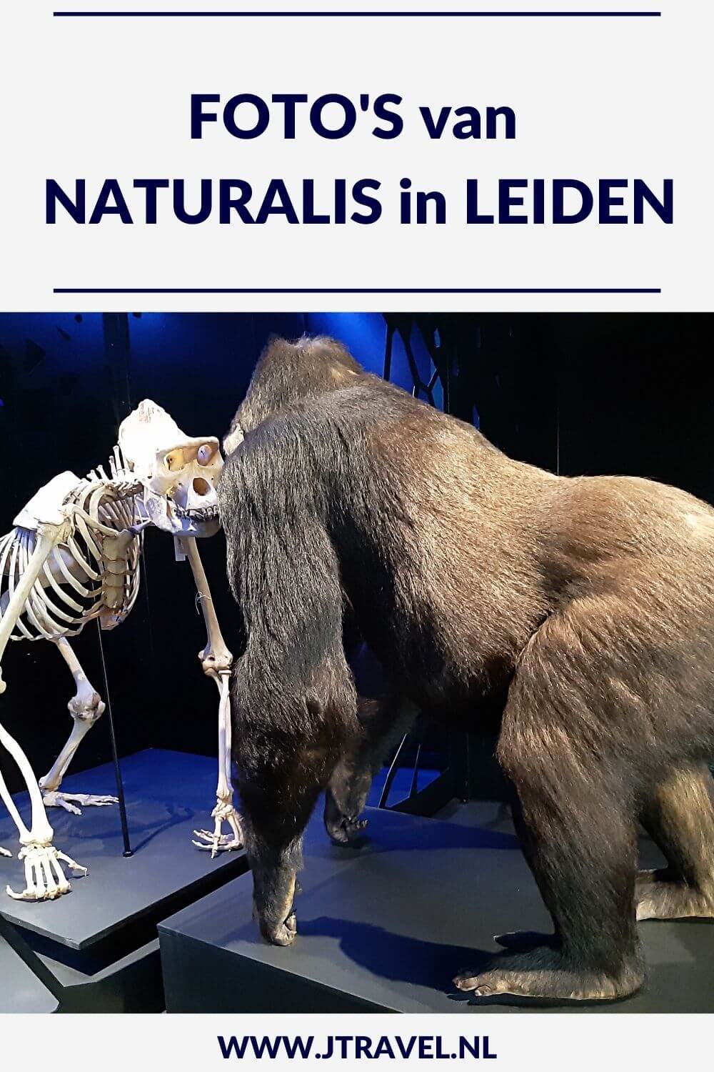 In Leiden bezocht ik Naturalis. In Naturalis beleef je de wonderlijke wereld die natuur heet. Ga op ontdekkingstocht in zeven tentoonstellingszalen vol met het mooiste uit de natuur en ga op zoek naar T. rex Trix. Mijn foto's die ik maakte in Naturalis in Leiden zie je hier. Kijk je mee? #naturalis #naturalisleiden #leiden #museum #museumkaart #jtravel #jtravelblog #fotos