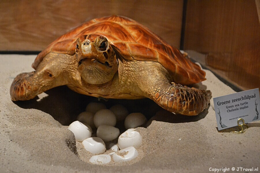 De zaal 'De verleiding' in Naturalis in Leiden