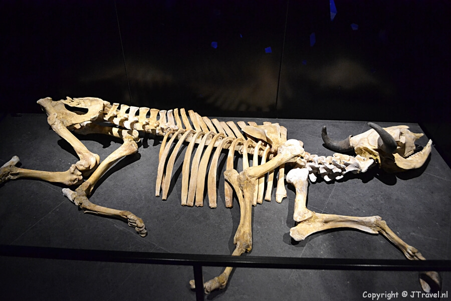 De zaal 'De dood' in Naturalis in Leiden