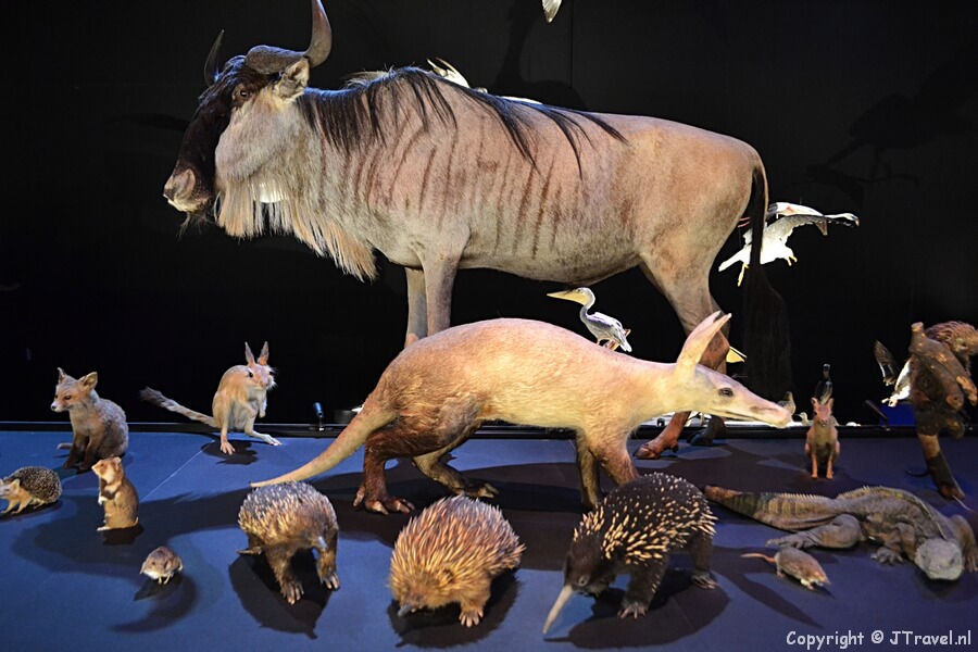 De zaal 'Leven' in Naturalis in Leiden