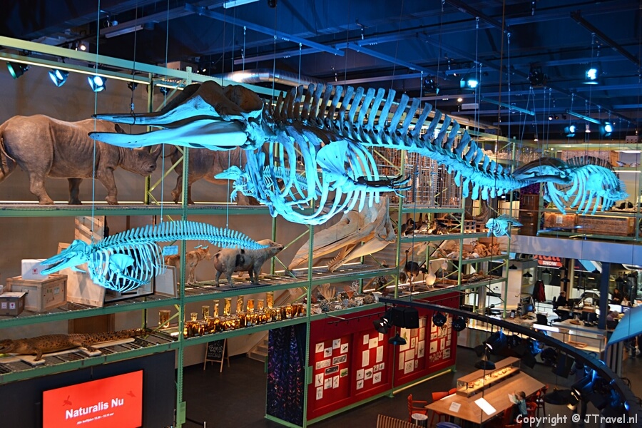 LiveScience in Naturalis in Leiden