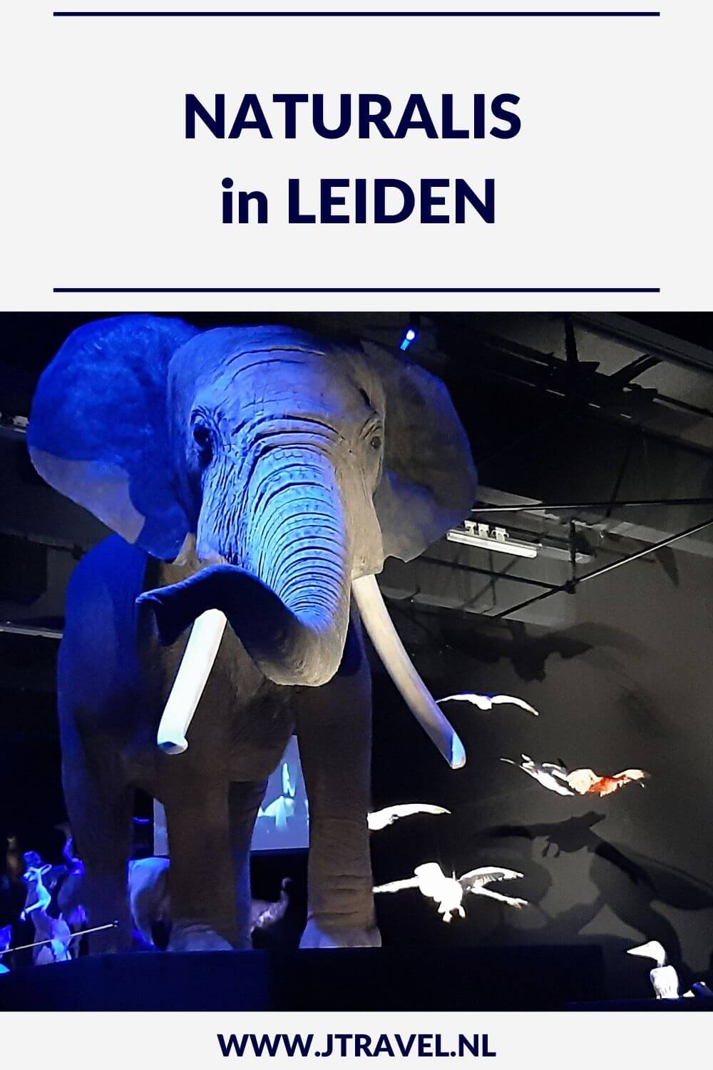In Leiden bezocht ik Naturalis. In Naturalis beleef je de wonderlijke wereld die natuur heet. Ga op ontdekkingstocht in zeven tentoonstellingszalen vol met het mooiste uit de natuur en ga op zoek naar T. rex Trix. Hier lees je meer over Naturalis in Leiden. Lees je mee? #naturalis #naturalisleiden #leiden #museum #museumkaart #jtravel #jtravelblog