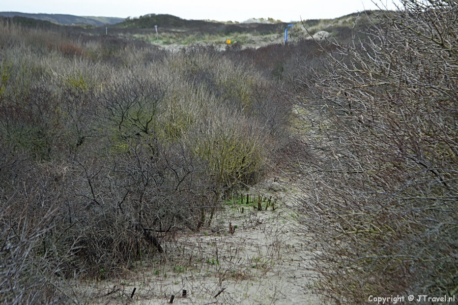 Duindoorns in IJmuiden