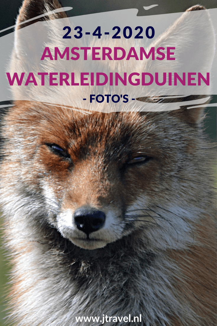 Ik maakte een wandeling in de Amsterdamse Waterleidingduinen. Dit keer zag ik een paar kikkers en boomkikkers, damherten, een vos en een zandhagedis. Mijn foto's zie je hier. Kijk je mee? #awd #kikker #boomkikker #zandhagedis #vos #damhert #wandelen #hiken #natuur #jtravel #jtravelblog #fotos Ik maakte een wandeling in de Amsterdamse Waterleidingduinen. Dit keer zag ik een paar kikkers en boomkikkers, damherten, een vos en een zandhagedis. Mijn foto's zie je hier. Kijk je mee? #awd #kikker #boomkikker #zandhagedis #vos #damhert #wandelen #hiken #natuur #jtravel #jtravelblog #fotos