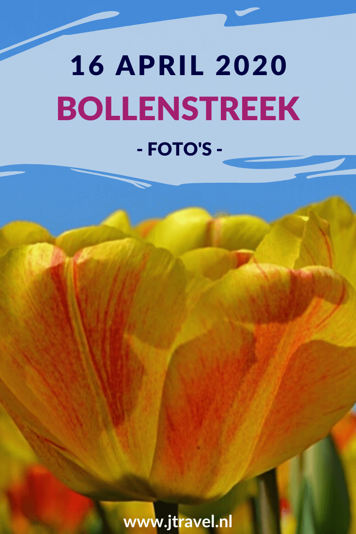 Op 16 april 2020 fietste ik opnieuw naar de Bollenstreek. De reden: de kleurrijke bollenvelden fotograferen. Lees je mee over mijn bezoek aan de Bollenstreek? #bollenstreek #bollenvelden #jtravel #jtravelblog #fotos Op 16 april 2020 fietste ik opnieuw naar de Bollenstreek. De reden: de kleurrijke bollenvelden fotograferen. Lees je mee over mijn bezoek aan de Bollenstreek? #bollenstreek #bollenvelden #jtravel #jtravelblog #fotos