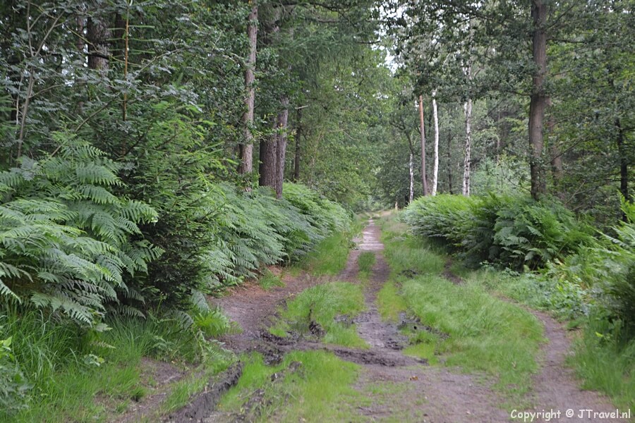 De bossen van de Utrechtse Heuvelrug tijdens de 7e etappe van het Westerborkpad tussen Station Hilversum Sportpark en Station Baarn