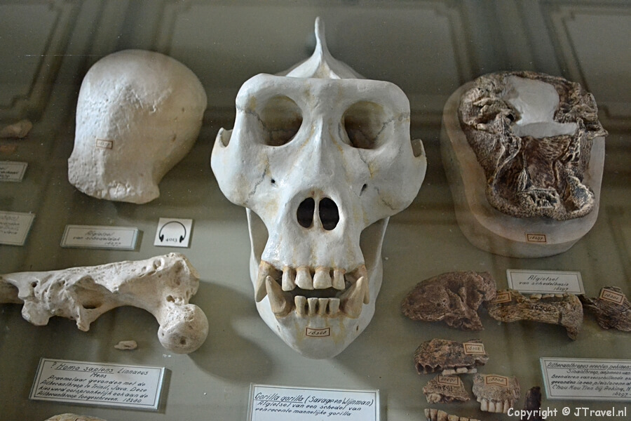 De fossielenzaal in het Teylers Museum in Haarlem