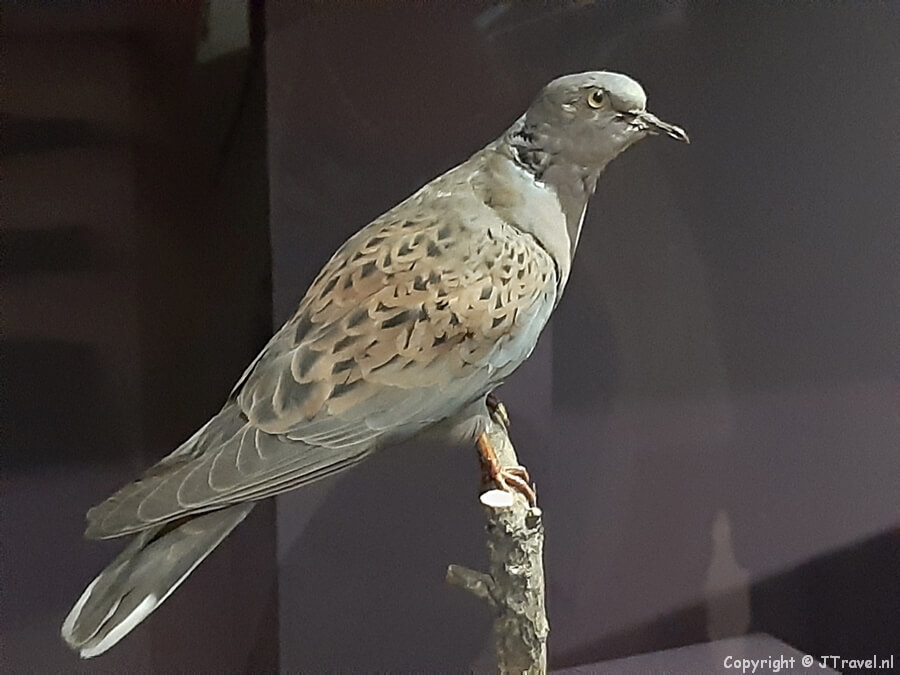 De tijdelijke tentoonstelling 'Vogelpracht' in het Teylers Museum in Haarlem