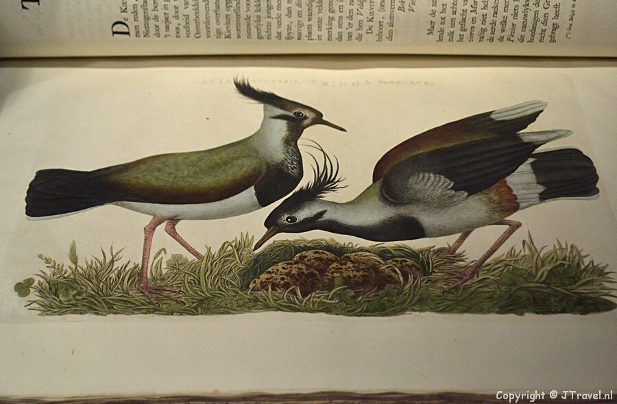 De tijdelijke tentoonstelling 'Vogelpracht' in het Teylers Museum in Haarlem