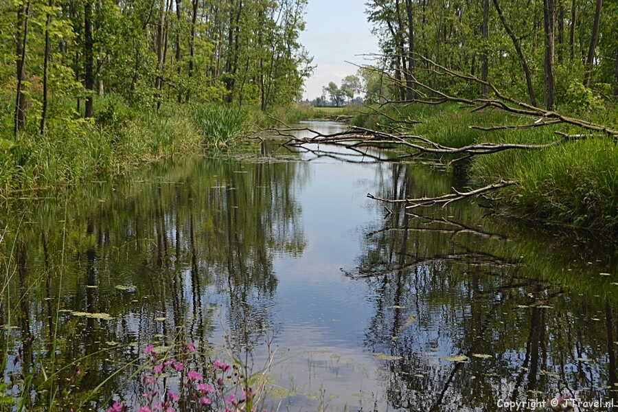 De natuur op de route van de Kabouterwandeling over Landgoed Keukenhof