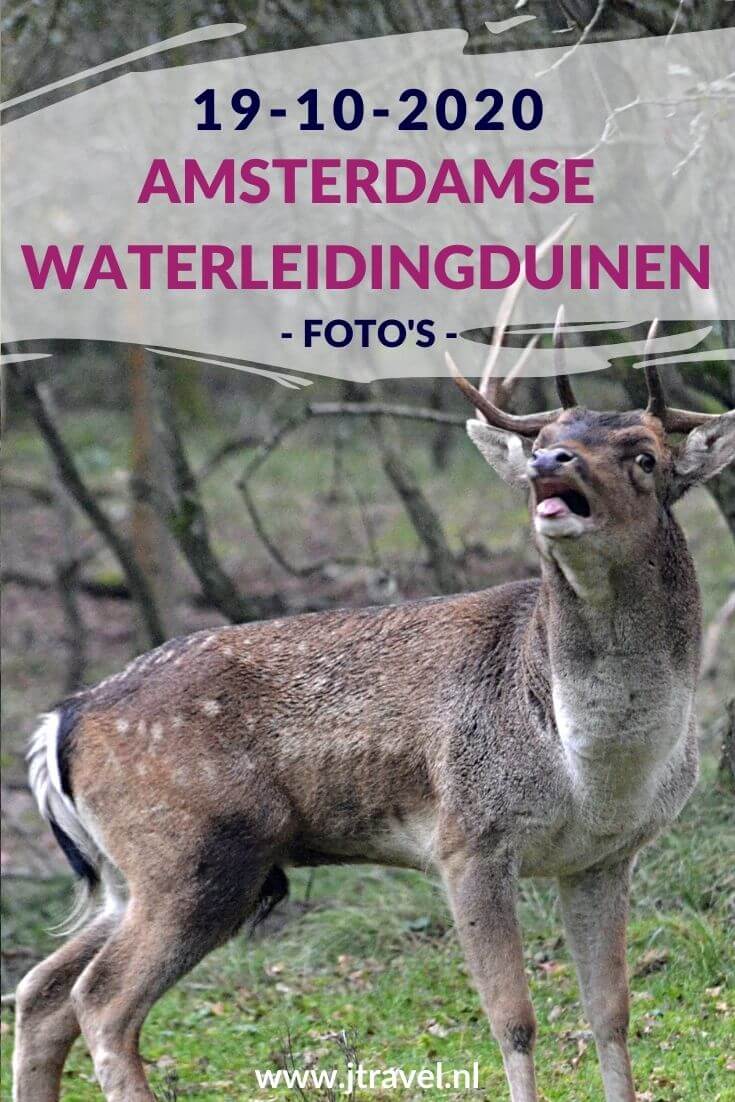 Ik maakte een wandeling in de Amsterdamse Waterleidingduinen. Dit keer zag ik veel burlende damherten en paddenstoelen. Mijn foto's zie je hier. Kijk je mee? #awd #paddenstoelen #damhert #wandelen #hiken #natuur #jtravel #jtravelblog #fotos Ik maakte een wandeling in de Amsterdamse Waterleidingduinen. Dit keer zag ik veel burlende damherten en paddenstoelen. Mijn foto's zie je hier. Kijk je mee? #awd #paddenstoelen #damhert #wandelen #hiken #natuur #jtravel #jtravelblog #fotos